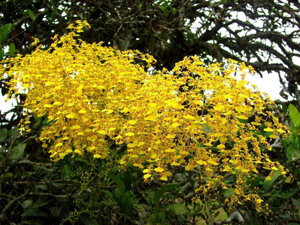 chuva-de-ouro