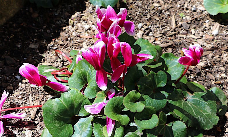 cyclamen-persicum