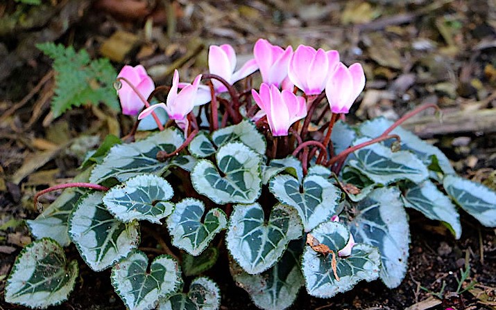 ciclame-cyclamen-persicum