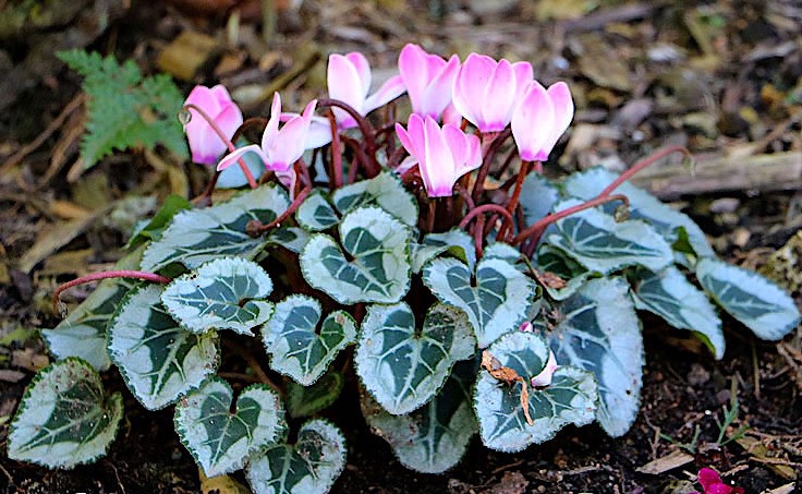 cyclamen-persicum