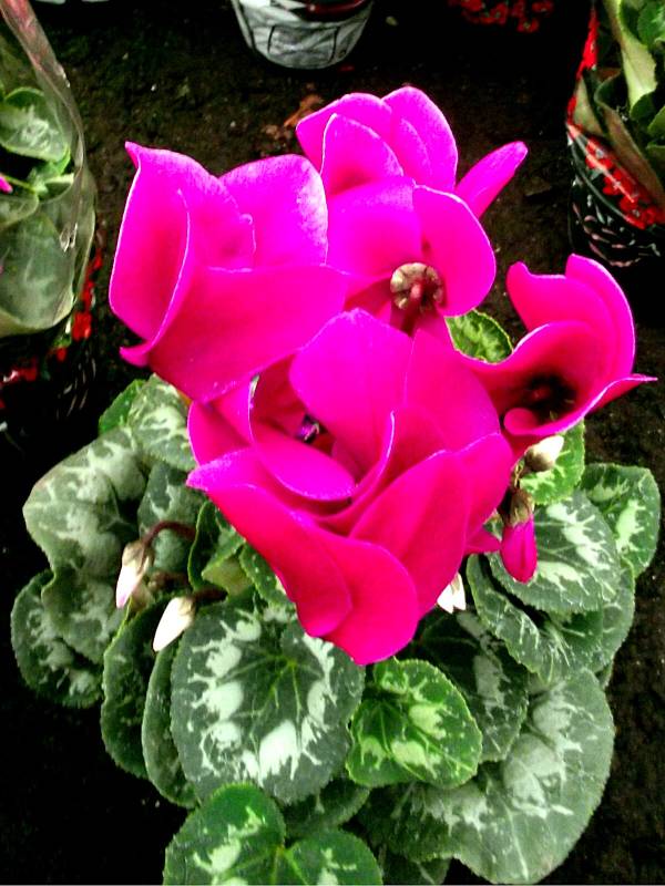 ciclame-mini-cyclamen-flor