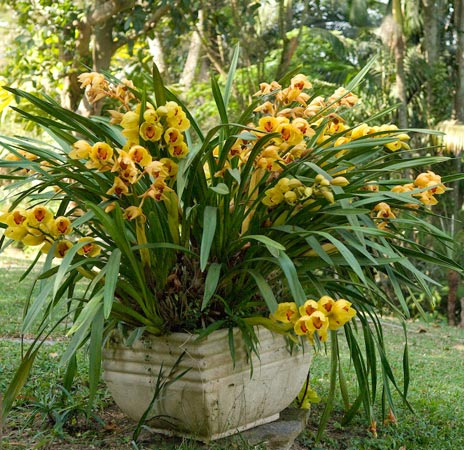 cimbidium