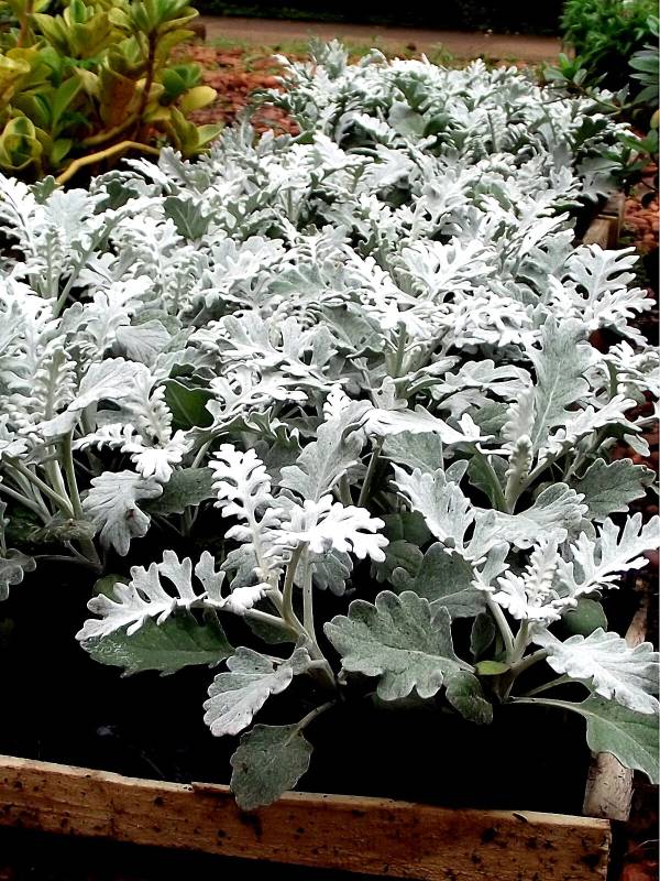 Featured image of post Plantas Rasteiras Para Forra o De Jardim