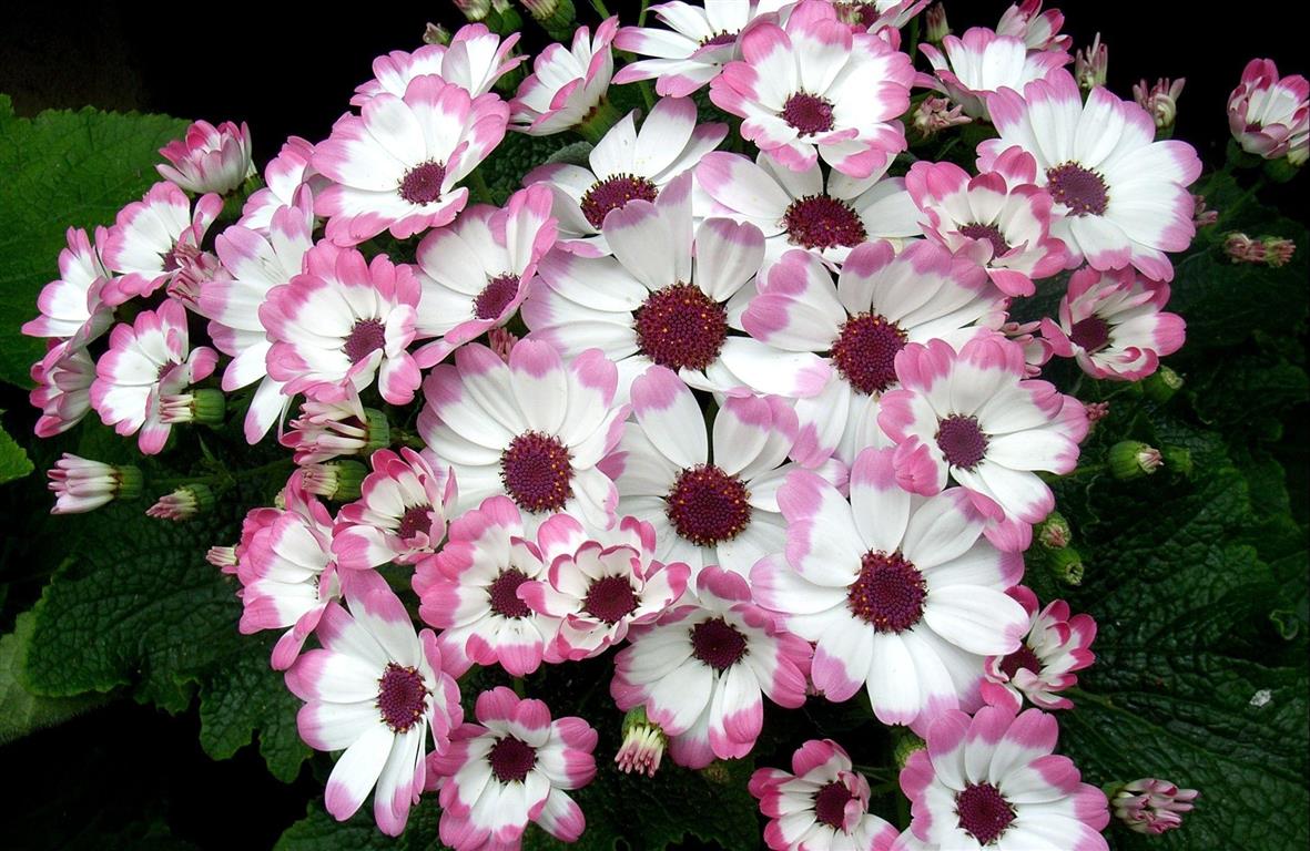 cineraria-rosa