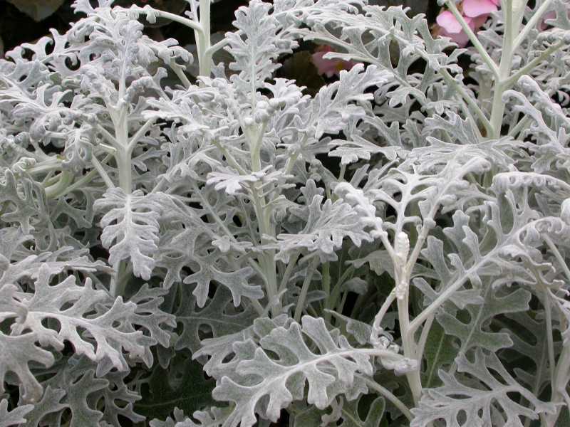 cineraria senecio