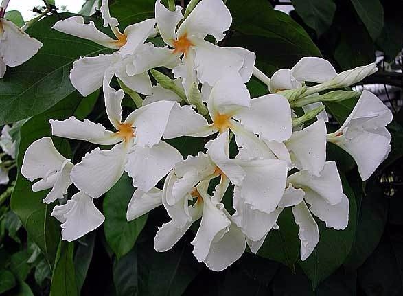 cipo-de-leite-chonemorpha-fragrans-