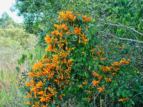 cipo-de-sao-joao (pyrostegia-venusta)