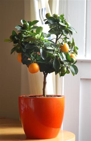 citrus