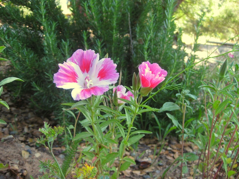 clarkia-amoena-