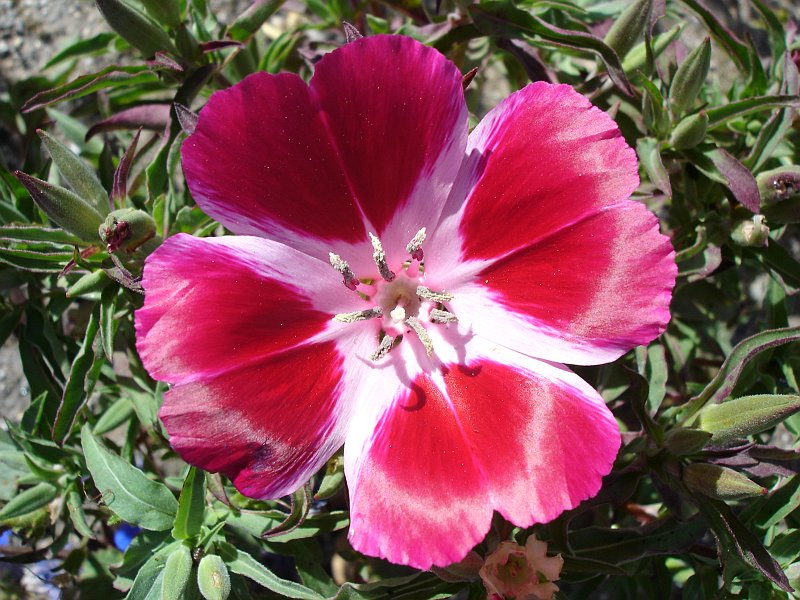 clarkia amoena 5469