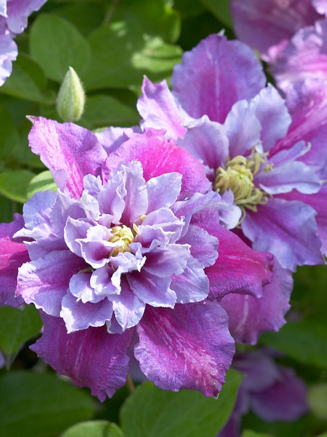 clematis-1