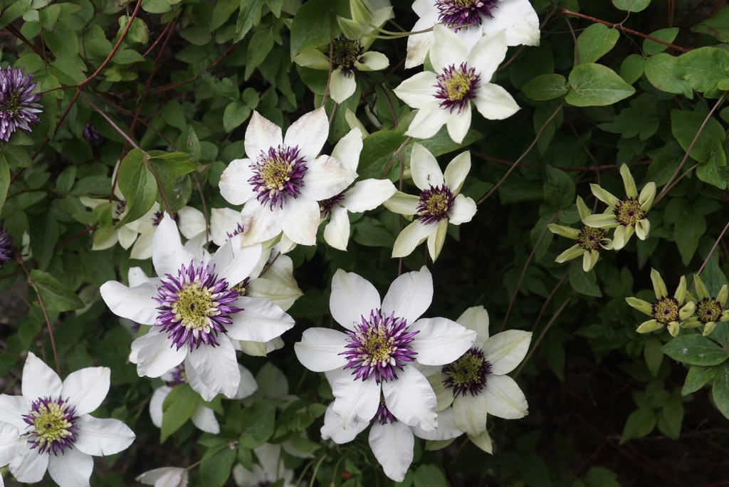 clematis-567