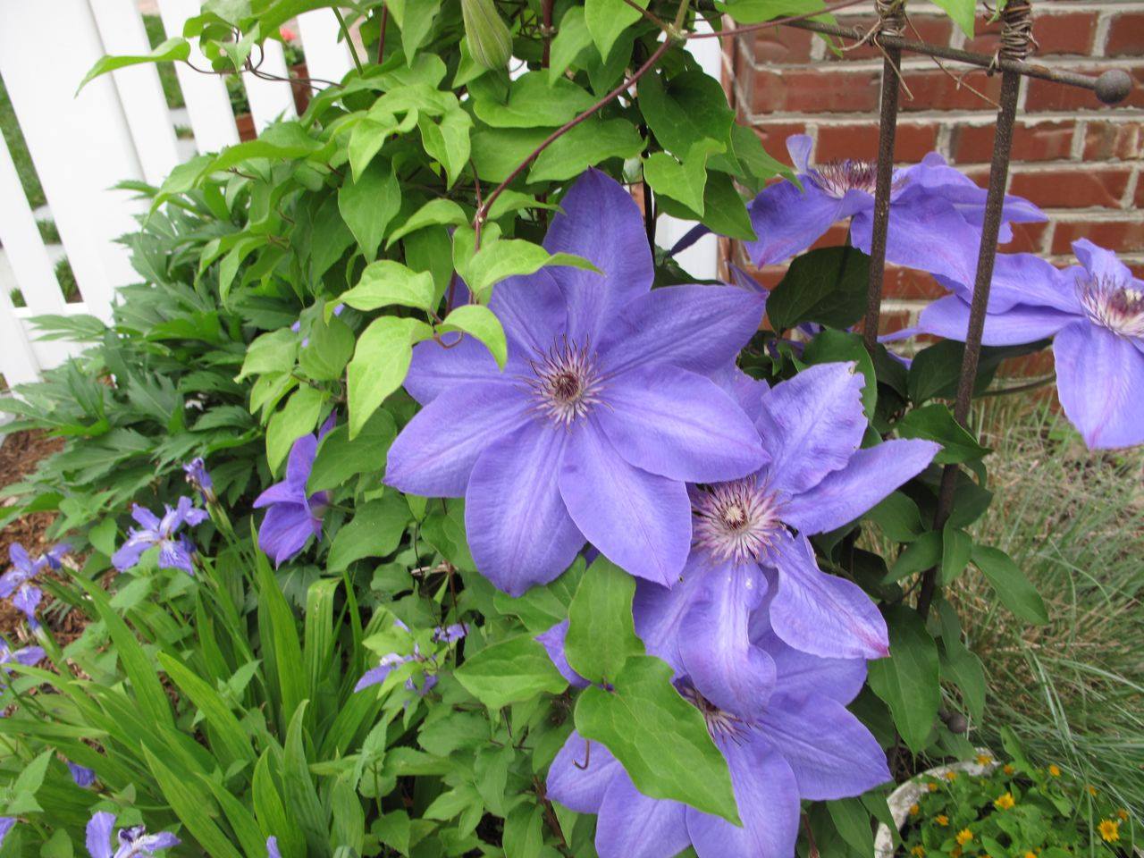 clematis-jpg