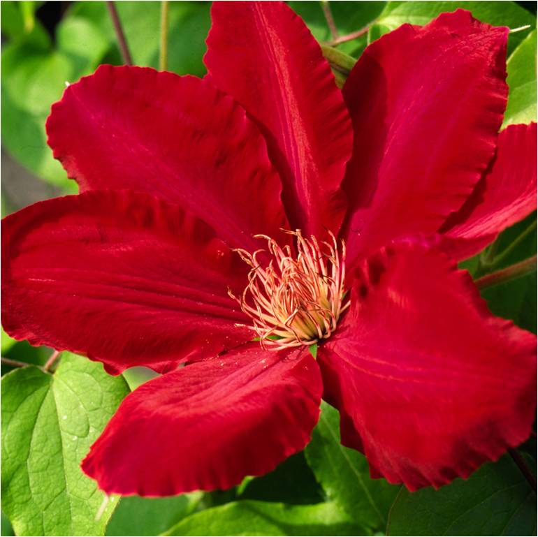 clematis