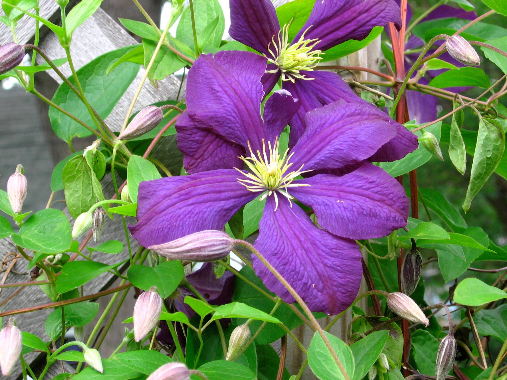 clematis11