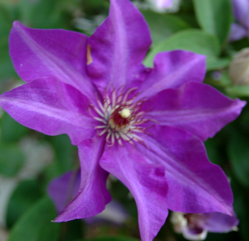 Clematis early morning