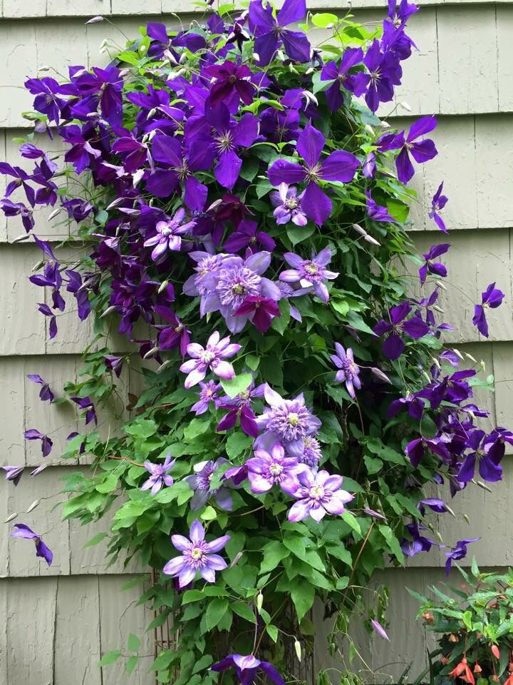 clematis