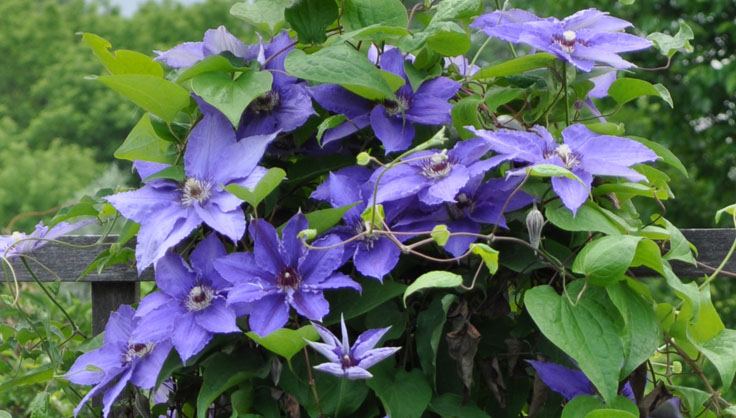 clematis