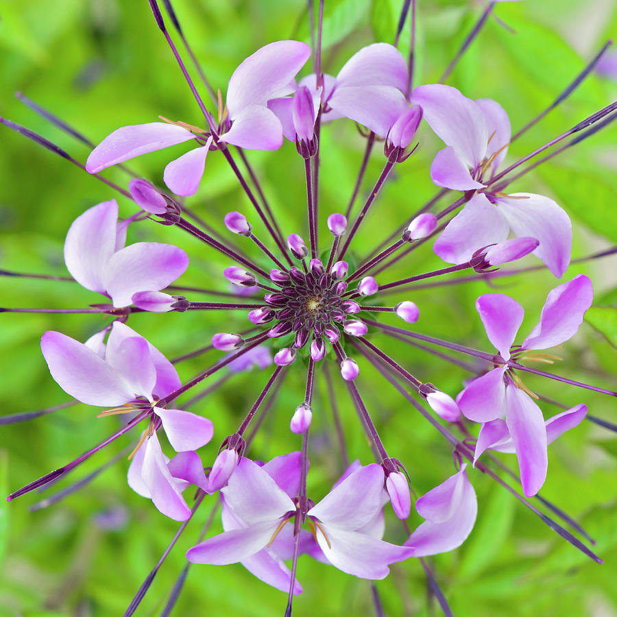 cleome-hassleriana-