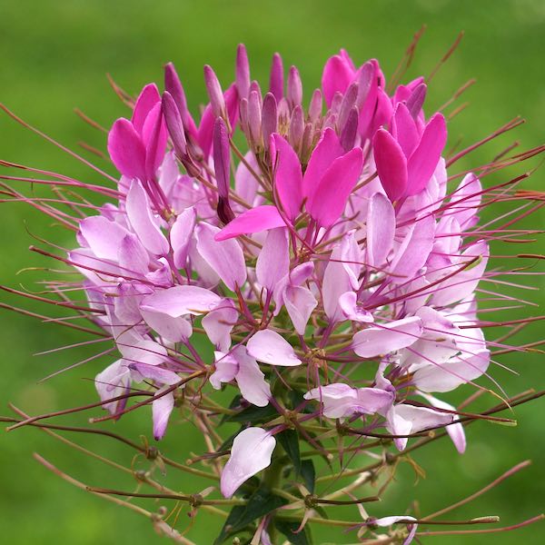 cleome-rosa