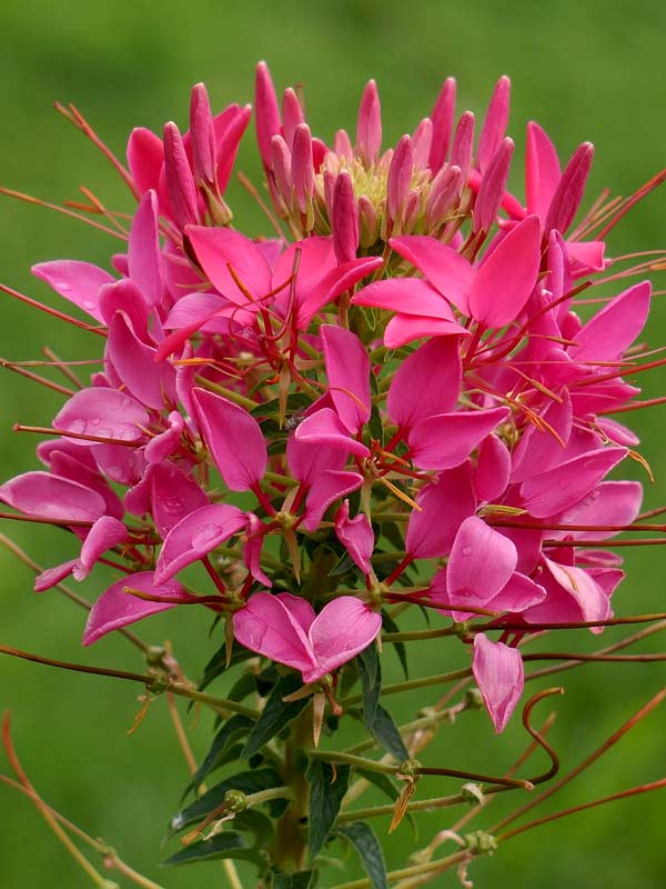 cleome vermelha