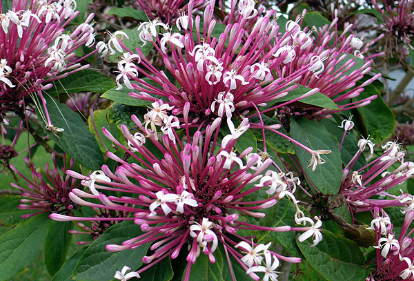 clerodendro-cotonete-clerodendrum-quadriloculare