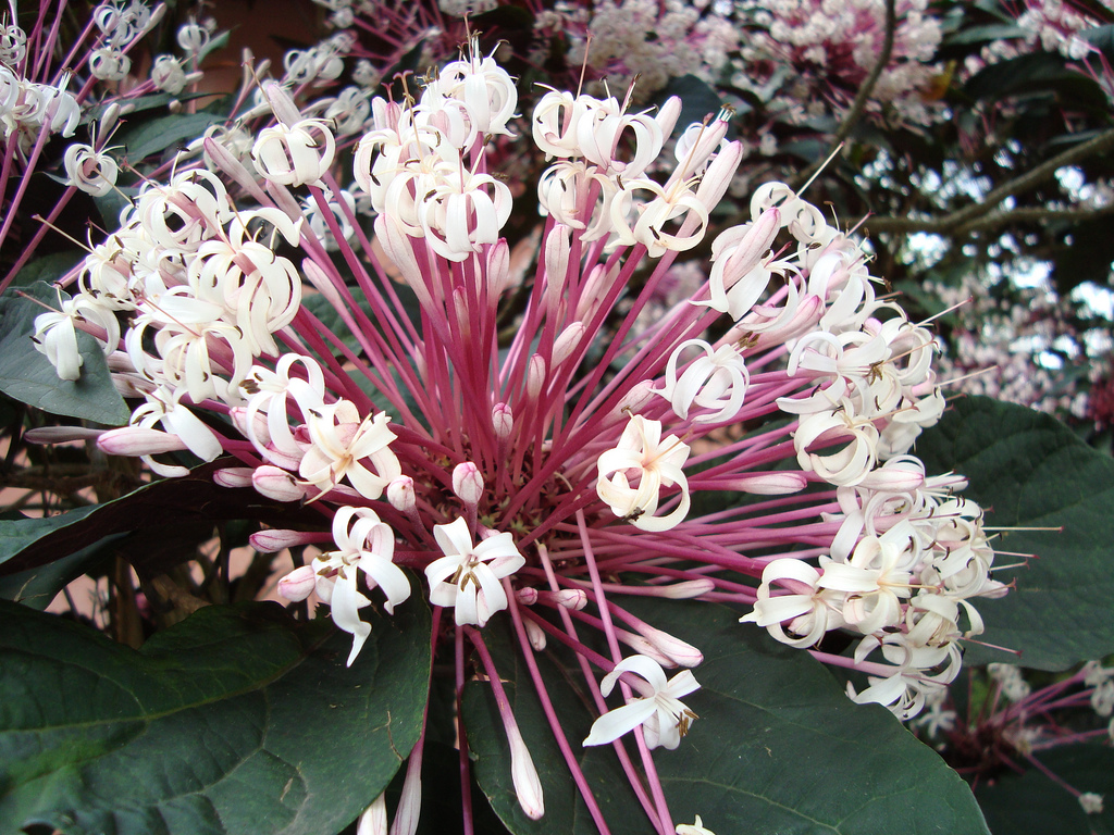 clerodendro-cotonete