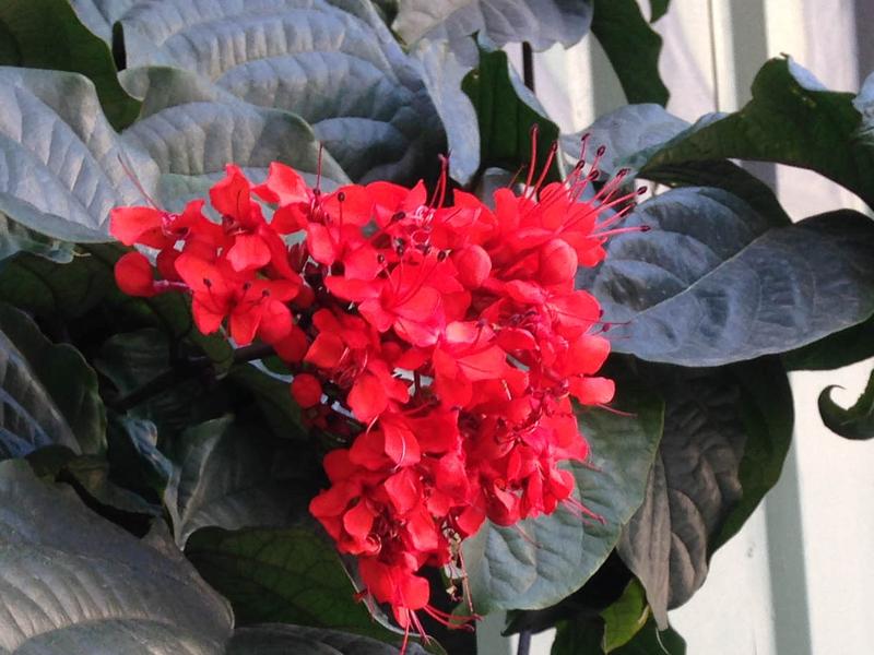 clerodendro-vermelho-3