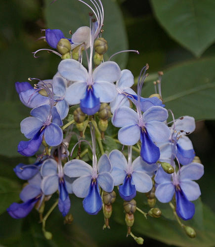 clerodendron-azul
