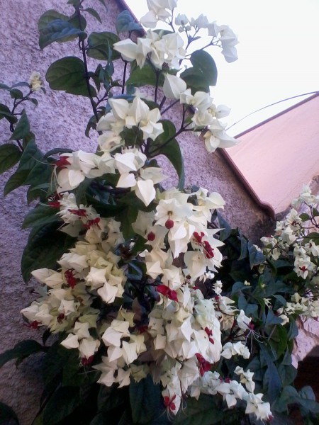 clerodendron