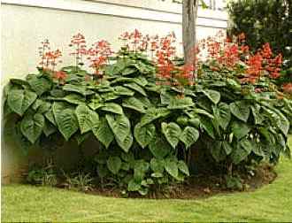 clerodendron_speciosissimum