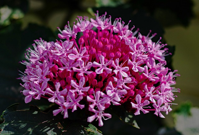 clerodendrum