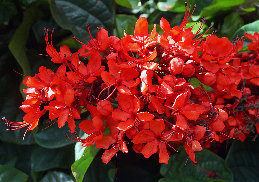 clerodendrum-splendens-flowers