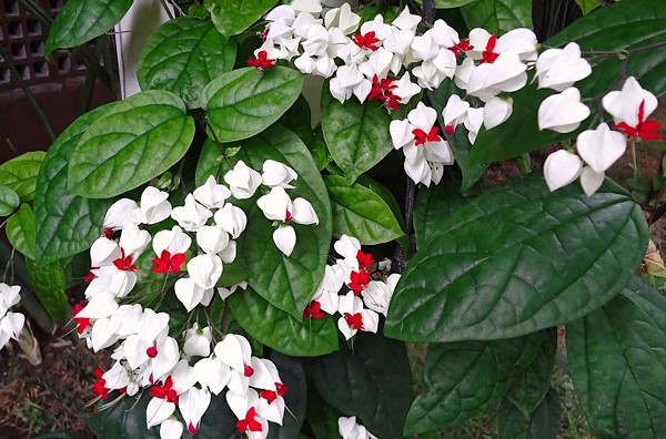 clerodendrum-thomsonae-1-7