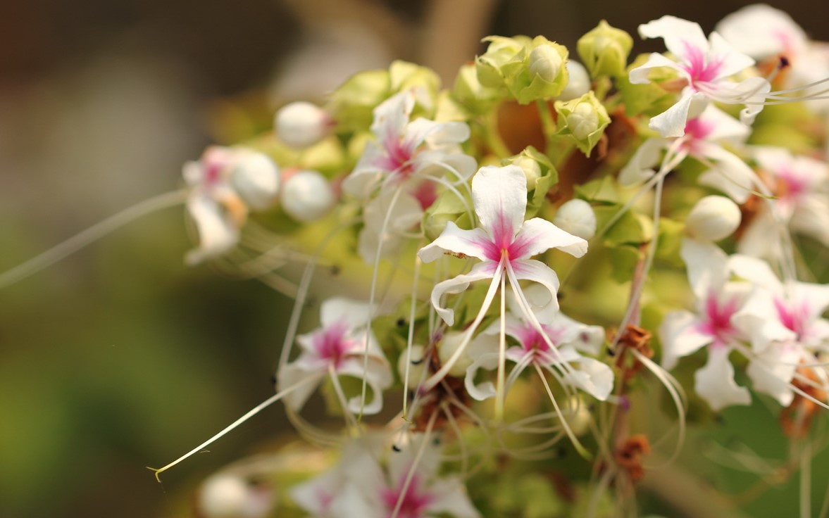 clerodendrum-viscosum