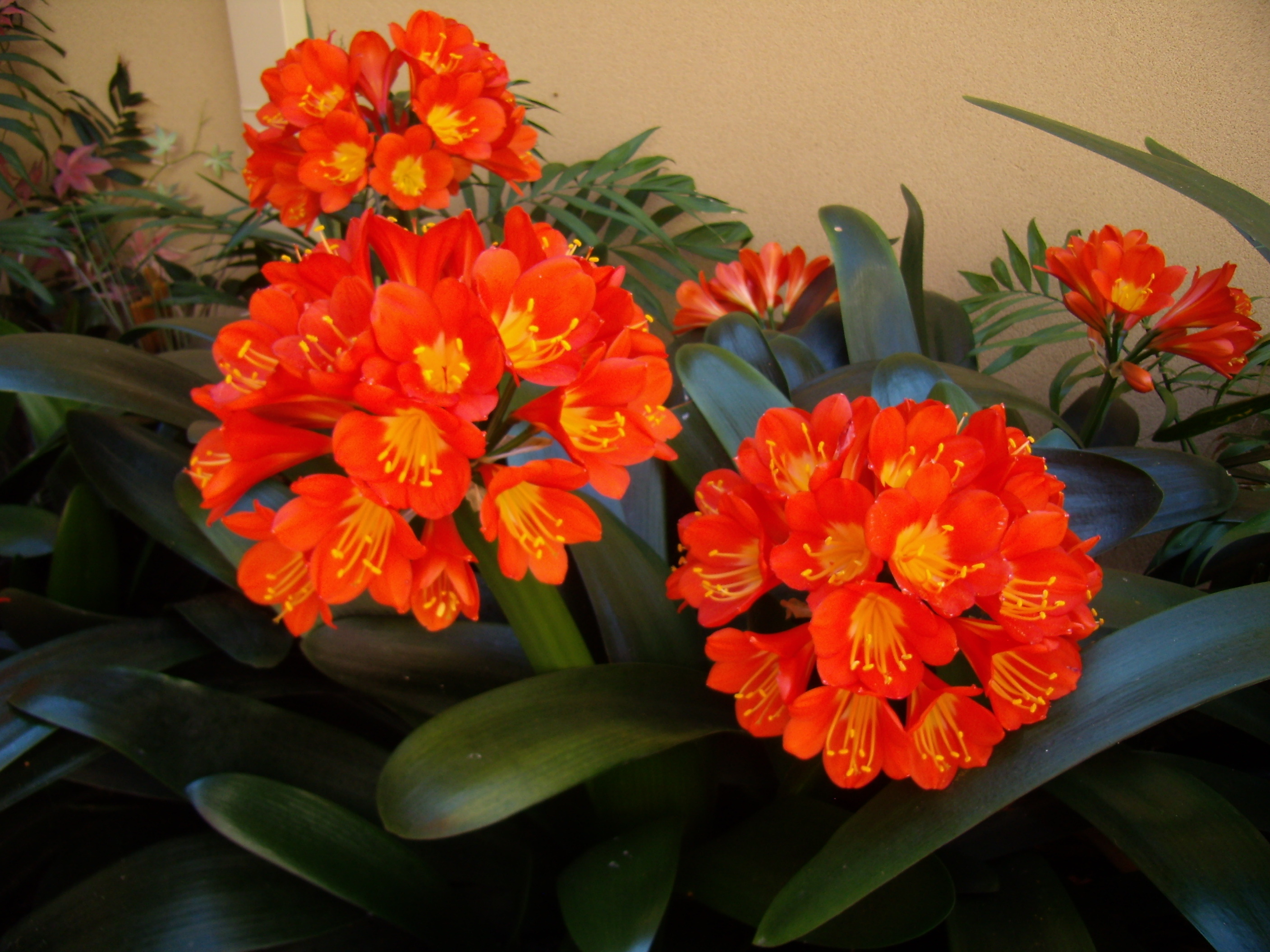 clivia2