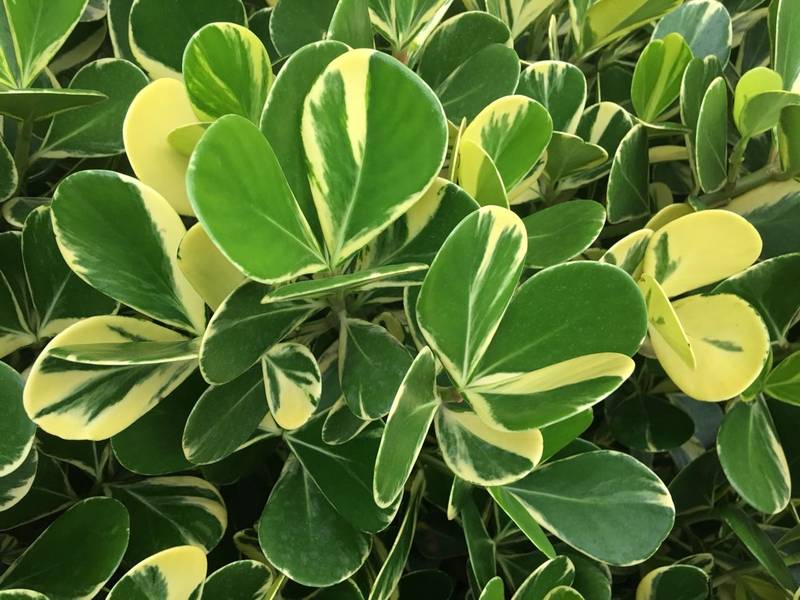 clusia-fluminensis variegada