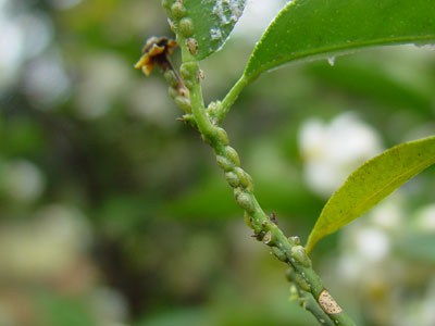 cochonilha verde