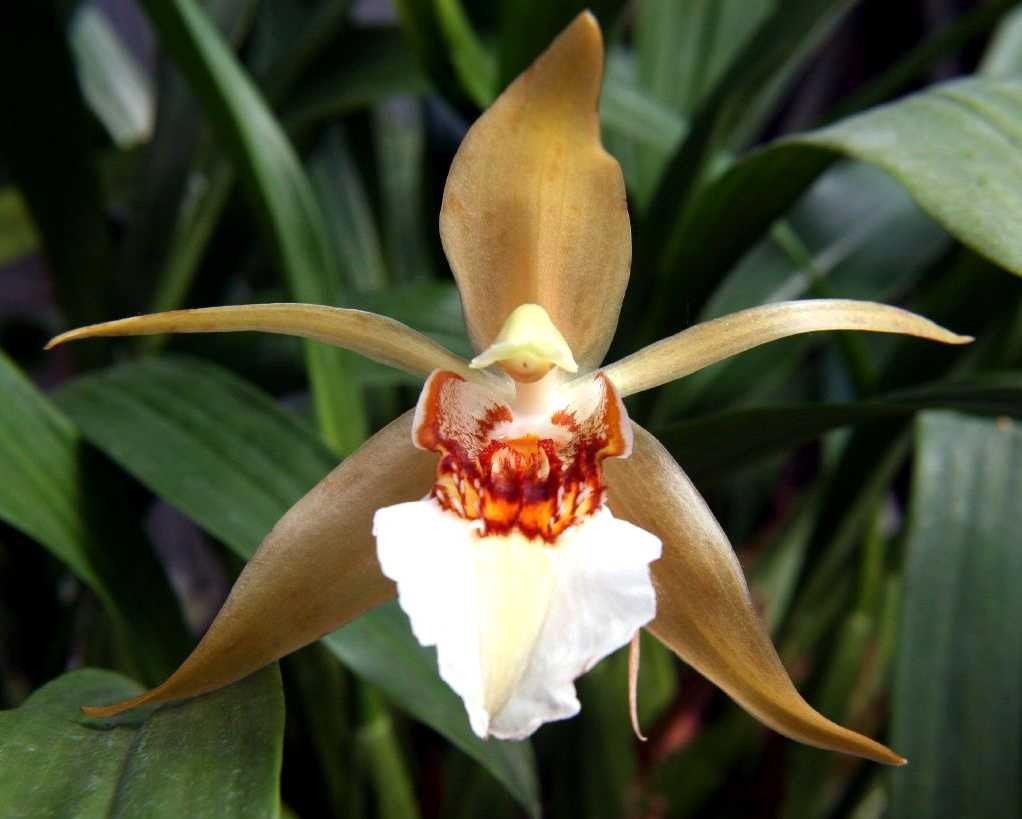 coelogyne_lawrenceana