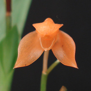 coelogyne_miniata