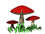 cogumelos1