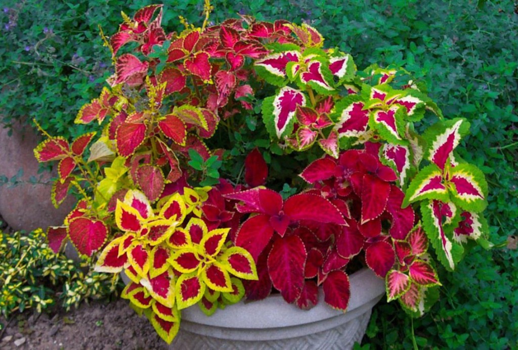 coleus 