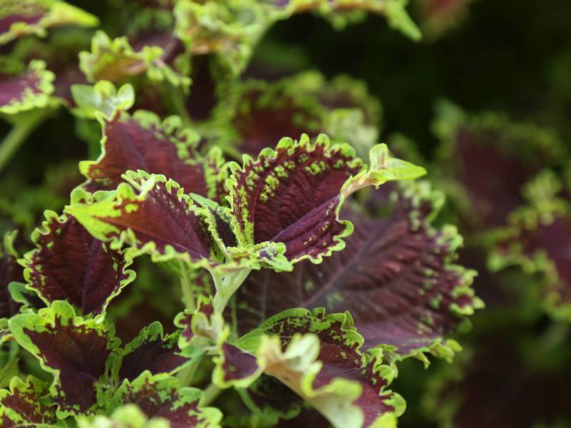 coleus-solenostemon-scutellarioides-