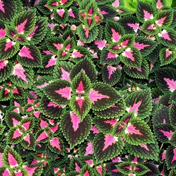 coleus