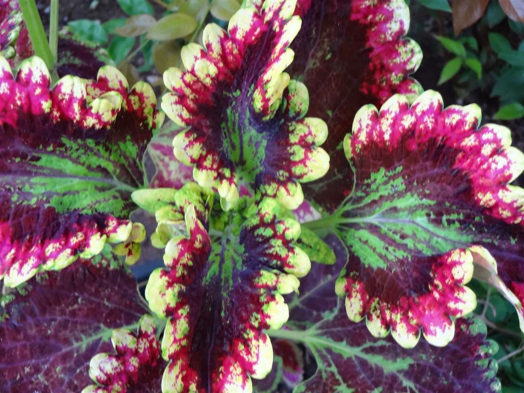 coleus0