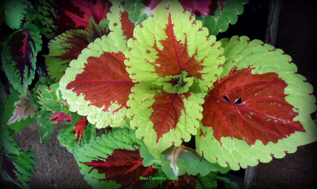 coleus0-