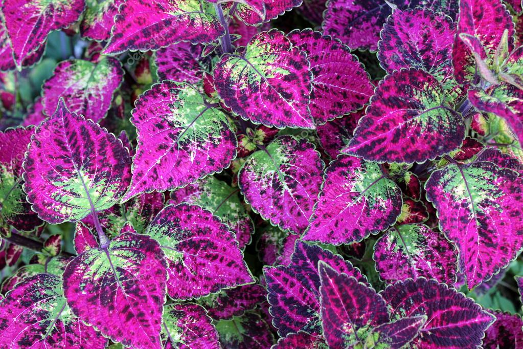 coleus