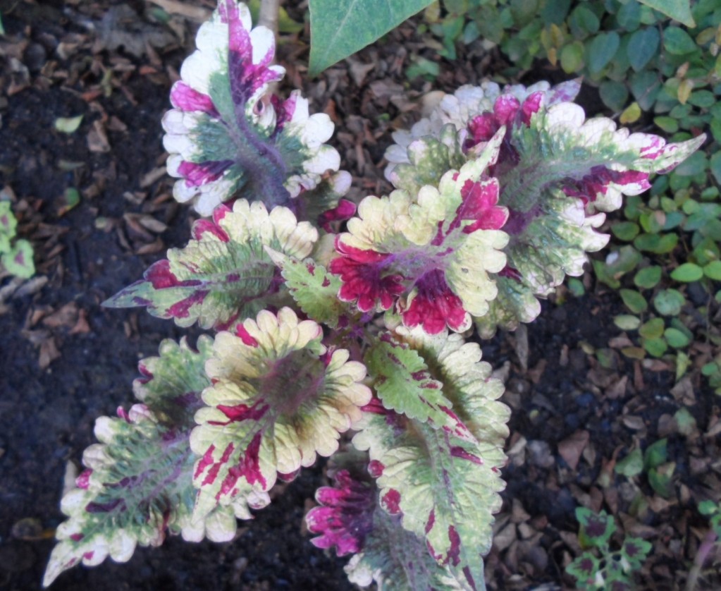 coleus3