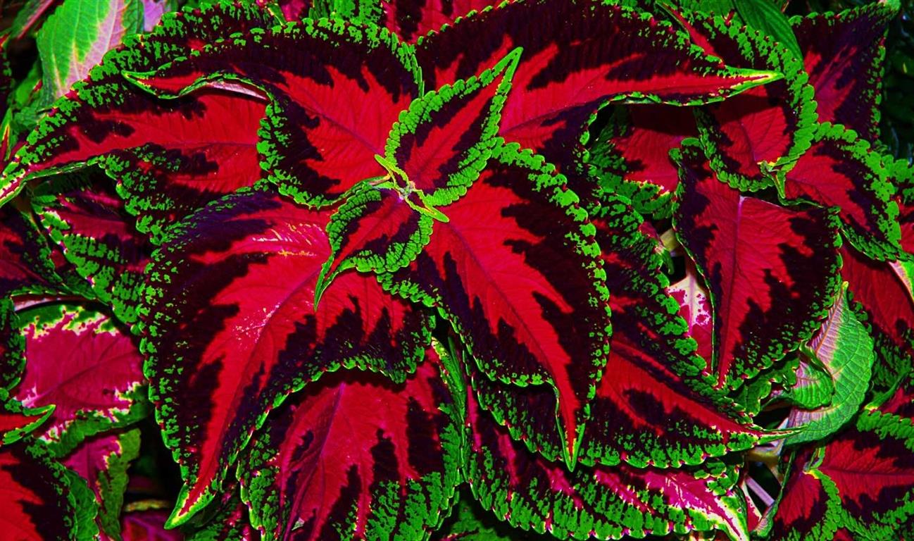 coleus5