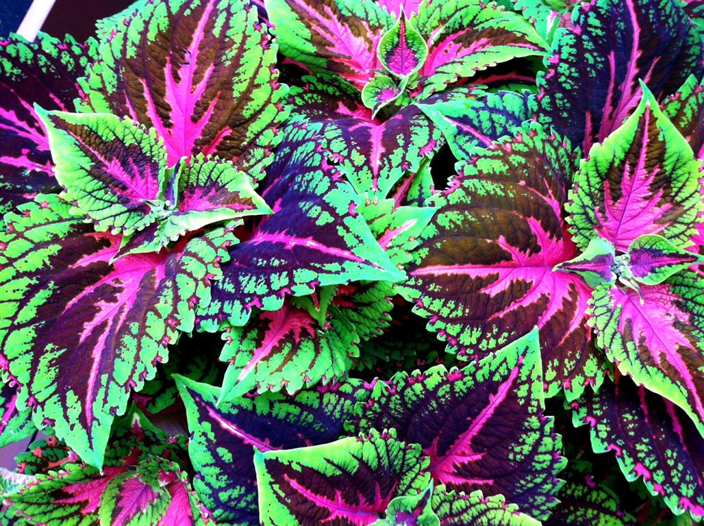 coleus7